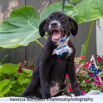 Razorbacks -  Labrador Retriever Dog for Adoption in Wake Forest, North Carolina - Razorbacks | PetCurious