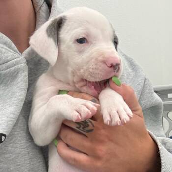 Star Anise -  Mixed Breed Dog for Adoption in Bentonville, Arkansas - Star Anise | PetCurious