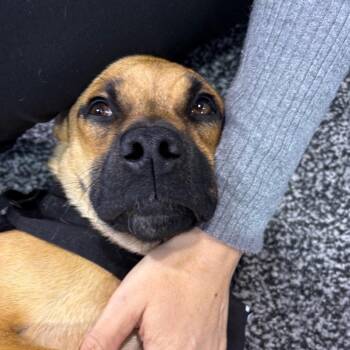 Pug and Terrier Dogs Available for Adoption - Mimi - Costa Mesa Location | PetCurious