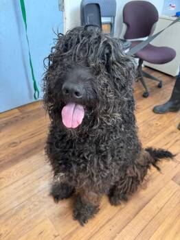 Labrador Retriever and Mixed Breed Dogs Available for Adoption in Fayetteville, Tennessee - Johnny | PetCurious