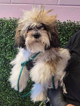 61228084 -  Shih Tzu and Mixed Breed Dog for Adoption in El Paso, Texas - 61228084 | PetCurious
