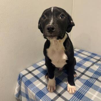 Terrier Dogs Available for Adoption - Farrell | PetCurious