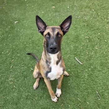 Orville JuM -  Belgian Shepherd Malinois and German Shepherd Dog Dog for Adoption in Austin, Texas - Orville JuM | PetCurious