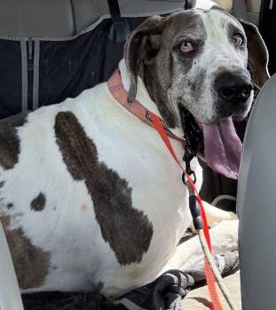 Benny -  Great Dane Dog for Adoption in Larkspur, Colorado - Benny | PetCurious