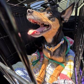 Rocket -  Miniature Pinscher and Mixed Breed Dog for Adoption in Glendale, Arizona - Rocket | PetCurious