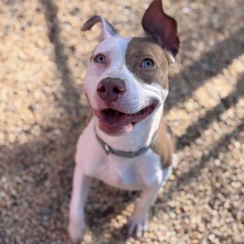 Rescue Pit Bull Terrier Dogs for Adoption in Newark, New Jersey - Nelly | PetCurious