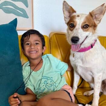 Moonpie Sweet Little Lady -  Australian Cattle Dog Blue Heeler and Corgi Dog for Adoption in Friendswood, Texas - Moonpie Sweet Little Lady | PetCurious