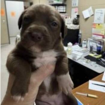 Mixed Breed Dogs Available for Adoption - Chomper | PetCurious