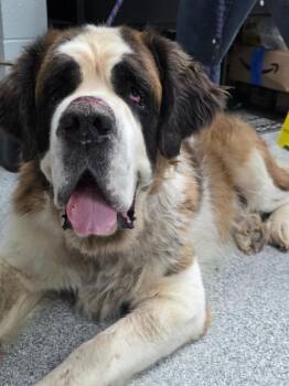 Duncan -  Saint Bernard Dog for Adoption in Huntington, Indiana - Duncan | PetCurious