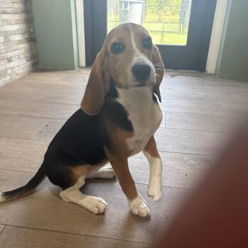 EVQ6 6349 -  Beagle Dog for Adoption in Loxahatchee Groves, Florida - EVQ6 6349 | PetCurious