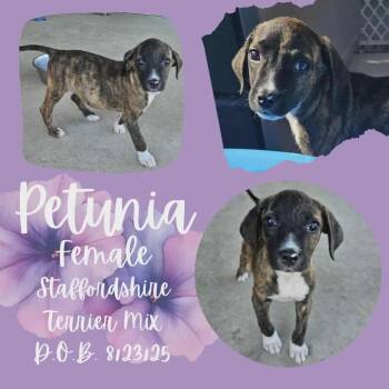 Rescue American Staffordshire Terrier Dogs for Adoption in Caldwell, Texas - Petunia | PetCurious