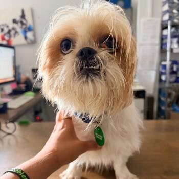 Fizz Gig (Benefactor Dog) -  Shih Tzu Dog for Adoption in New Orleans, Louisiana - Fizz Gig (Benefactor Dog) | PetCurious