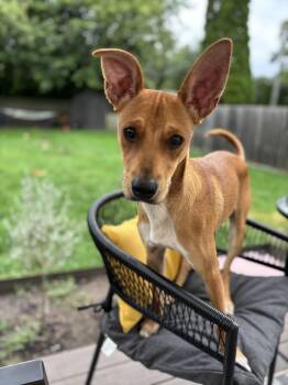 Rescue Basenji and Black Mouth Cur Dogs for Adoption in Coldwater, Michigan - Jimin | PetCurious