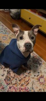 Pit Bull Terrier and Mixed Breed Dogs Available for Adoption - Daisy | PetCurious