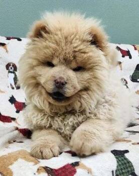 Chow Chow Dogs Available for Adoption - Han Solo | PetCurious
