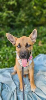 Sitka -  Husky and Staffordshire Bull Terrier Dog for Adoption in Norfolk, Massachusetts - Sitka | PetCurious