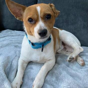 Rat Terrier and Terrier Dogs Available for Adoption in Toronto, Ontario - Toby | PetCurious