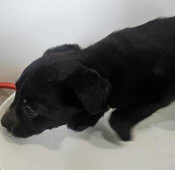 Beatrice -  Terrier Dog for Adoption in Cleveland, Tennessee - Beatrice | PetCurious