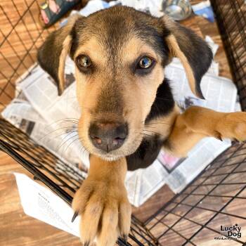 Rescue Shetland Sheepdog Sheltie and Shepherd Dogs for Adoption in Washington, District Of Columbia - Sally | PetCurious
