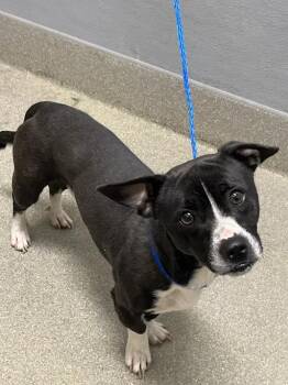 KOJO -  Chihuahua and Mixed Breed Dog for Adoption in Las Vegas, Nevada - KOJO | PetCurious