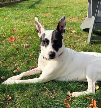 Cutie Pie -  Mixed Breed Dog for Adoption in Highland, New York - Cutie Pie | PetCurious