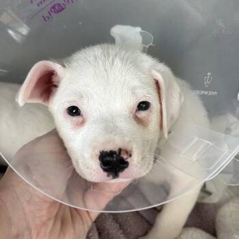 Mixed Breed Dogs Available for Adoption in Leander, Texas - Violet | PetCurious