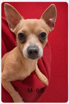 Chihuahua Dogs Available for Adoption - Stewie | PetCurious