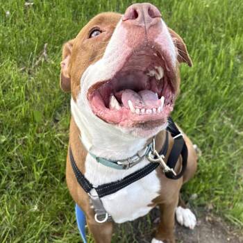 Bolo -  American Staffordshire Terrier Dog for Adoption in South Burlington, Vermont - Bolo | PetCurious