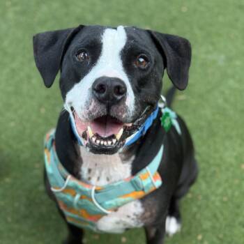 Biggie (FKA Big Boi) -  Mixed Breed and Labrador Retriever Dog for Adoption in San Diego, California - Biggie (FKA Big Boi) | PetCurious