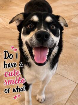 Freddie -  Husky Dog for Adoption in Guntersville, Alabama - Freddie | PetCurious