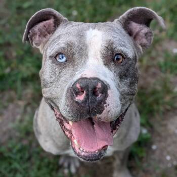 Rescue Pit Bull Terrier Dogs for Adoption in Lake Panasoffkee, Florida - Tonka | PetCurious