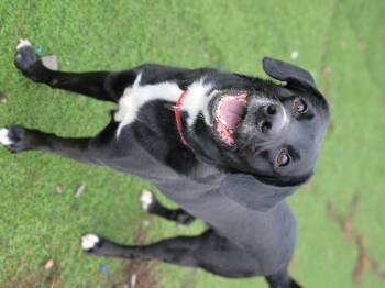 Rescue Black Labrador Retriever Dogs for Adoption in Hornell, New York - Zeus (lab Mix) | PetCurious