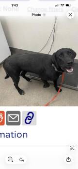 Chase -  Labrador Retriever Dog for Adoption in San Diego, California - Chase | PetCurious