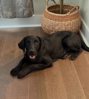 Daphne -  Labrador Retriever Dog for Adoption in Nashville, Tennessee - Daphne | PetCurious