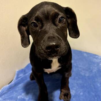 Labrador Retriever and Mixed Breed Dogs Available for Adoption in Tampa, Florida - Mutumbo | PetCurious
