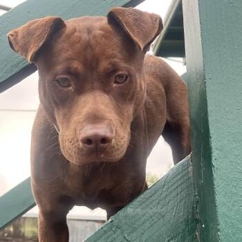 Sabrina -  Pit Bull Terrier and Labrador Retriever Dog for Adoption in Santa Monica, California - Sabrina | PetCurious