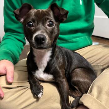 Mixed Breed Dogs Available for Adoption in Medford Lakes, New Jersey - Asia | PetCurious