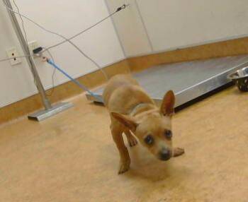 Chihuahua and Mixed Breed Dogs Available for Adoption in Sacramento, California - LUCA | PetCurious