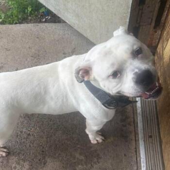 Blaze -  Pit Bull Terrier Dog for Adoption in Watertown, New York - Blaze | PetCurious