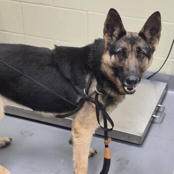 German Shepherd Dog Dogs Available for Adoption - 2/25/2026-Stray-VeteransParkway. | PetCurious