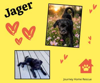 Jager -  Chihuahua and Shih Tzu Dog Available for Adoption in East Wenatchee, Washington - Jager | PetCurious