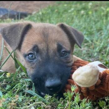 German Shepherd Dog and Labrador Retriever Dogs Available for Adoption in Fayetteville, Georgia - Sagan | PetCurious