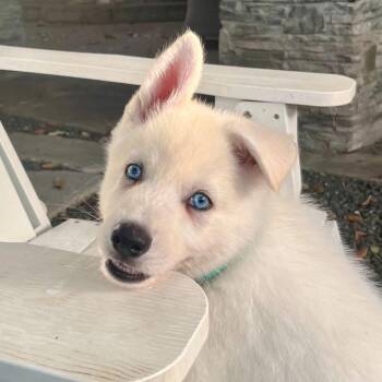 Xavier -  Husky and Cattle Dog Dog for Adoption in Tacoma, Washington - Xavier | PetCurious