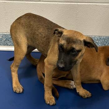 Two Fish -  Pit Bull Terrier and Labrador Retriever Dog for Adoption in Greensboro, North Carolina - Two Fish | PetCurious