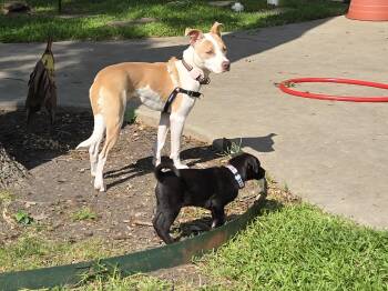 Pit Bull Terrier Dogs Available for Adoption in Plano, Texas - Jake | PetCurious