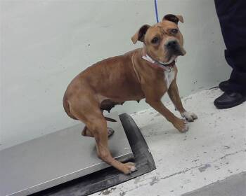 Staffordshire Bull Terrier and Mixed Breed Dogs Available for Adoption - PUMPKIN | PetCurious