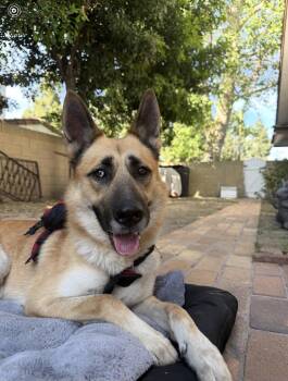 German Shepherd Dog Dogs Available for Adoption in Roseville, California - Miles | PetCurious