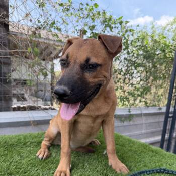 Toffee -  Black Mouth Cur Dog for Adoption in Harlingen, Texas - Toffee | PetCurious
