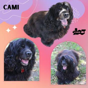 Cocker Spaniel Dogs Available for Adoption - Cami (Ritzy) | PetCurious