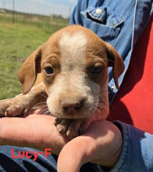 Cattle Dog Dogs Available for Adoption in Palos Heights, Illinois - Lucy | PetCurious